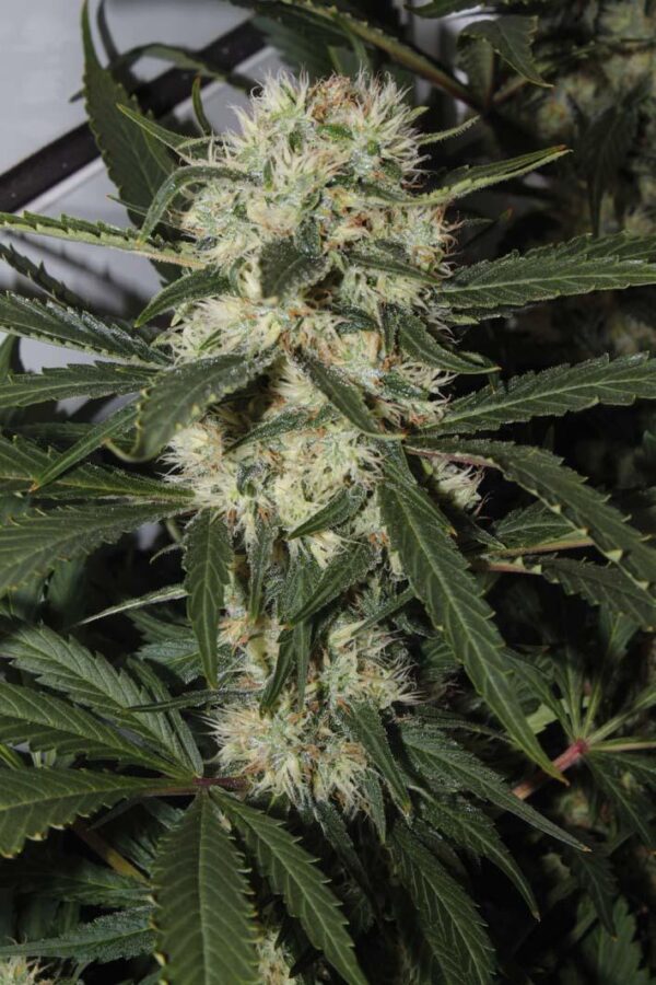 Outdoor Mix Feminised Seeds