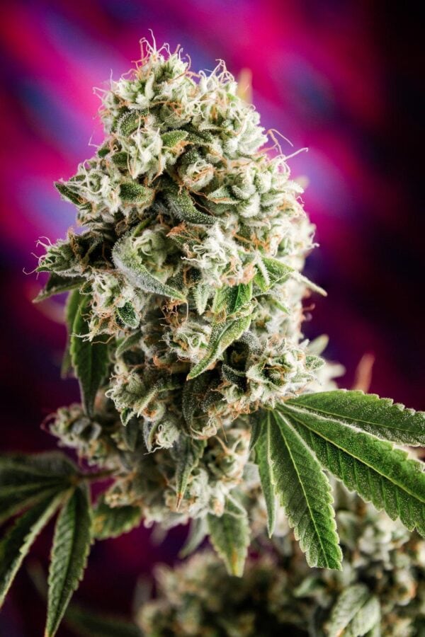 Quantum Kush Regular Seeds