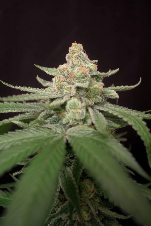Queen Anne's Revenge Regular Seeds - Image 2