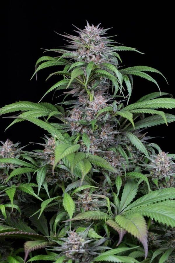 Quick Kush Feminised Seeds