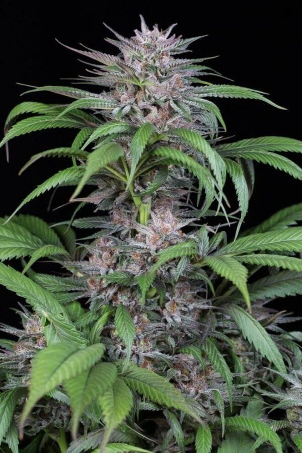 Quick Kush Feminised Seeds - Image 2