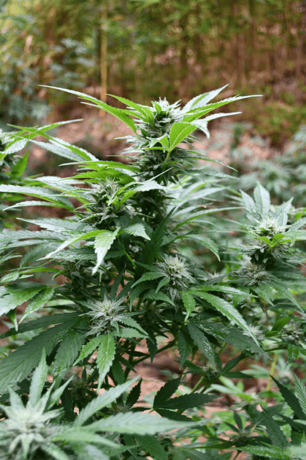 Blackberry OG CBD Regular Seeds - Image 2