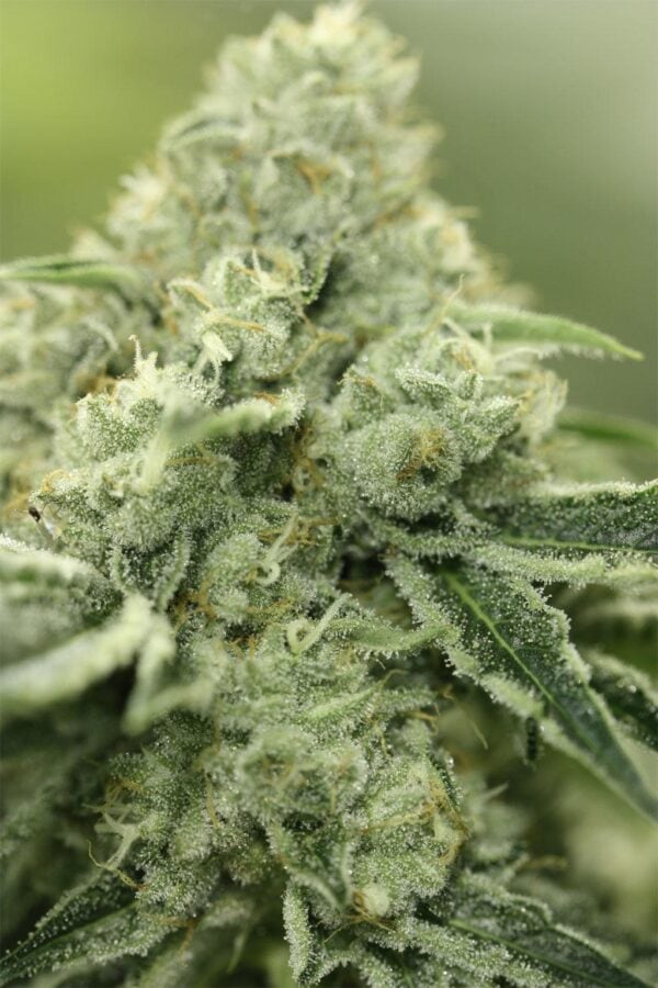 Rollex OG Kush Regular Seeds - 10 - Image 2