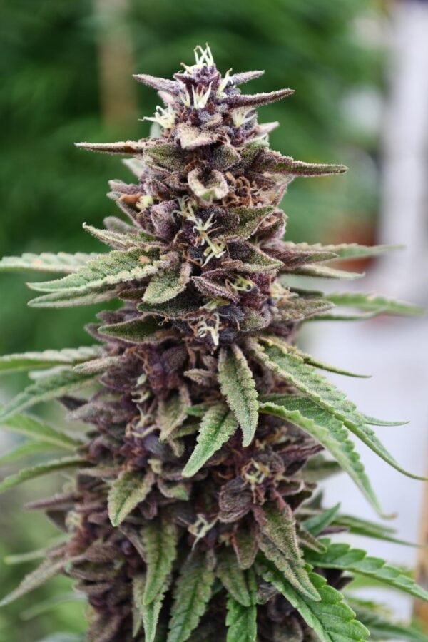Royal Purple Kush CBD Regular Seeds