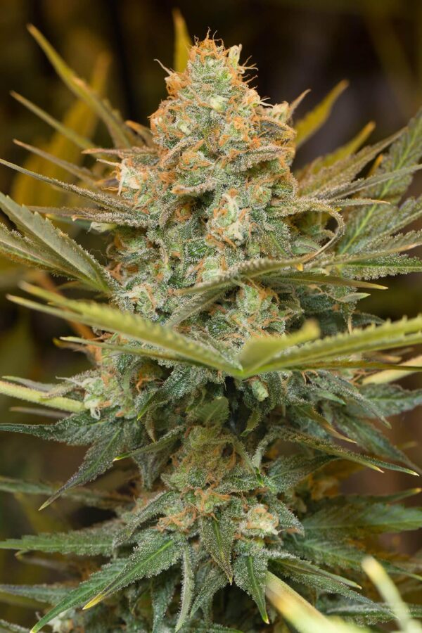 Three Blue Kings Feminised Seeds