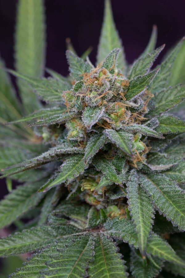 Uva Regular Seeds - Image 2