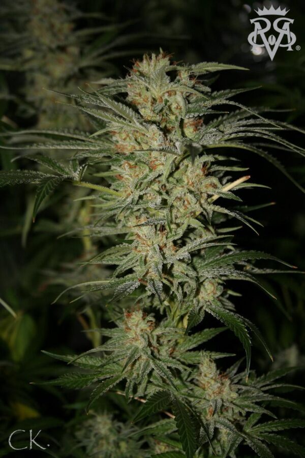 Wonder Kush Regular Seeds - 10