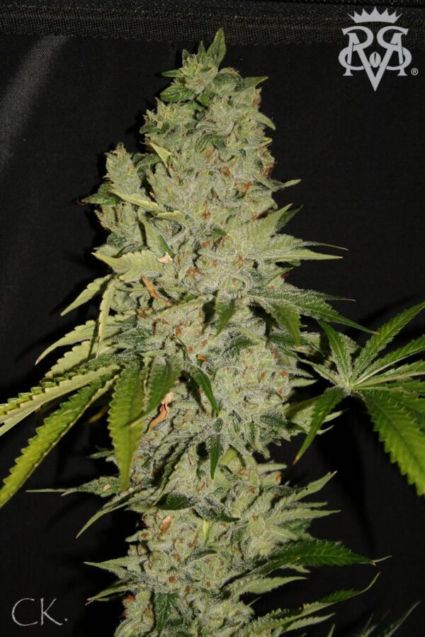 Wonder Kush Regular Seeds - 10 - Image 2