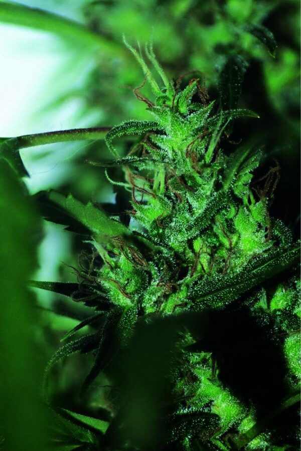 Hash Passion Regular Seeds - Bulk x 100
