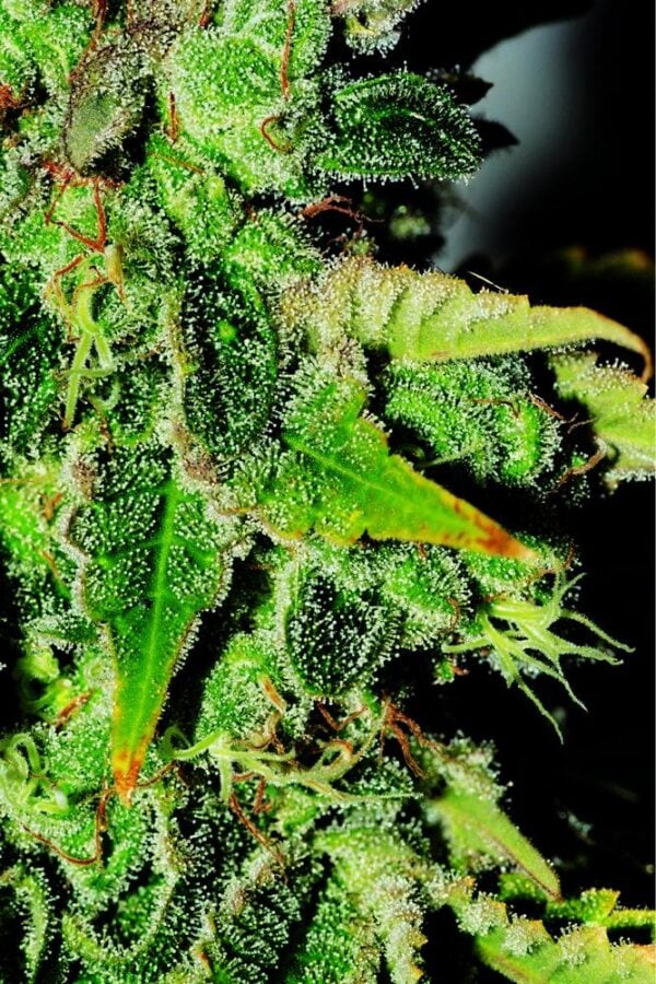Nemesis Feminised Seeds - Bulk x 100 - Image 2