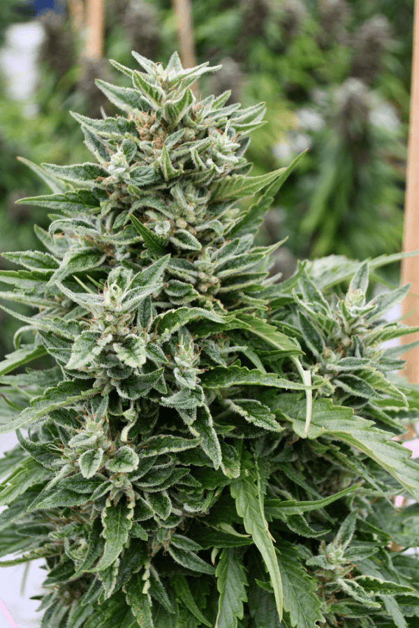 Critical 707 CBD Regular Seeds - Image 2