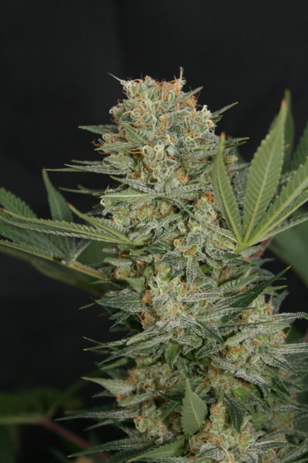 Black Alpha Feminised Seeds