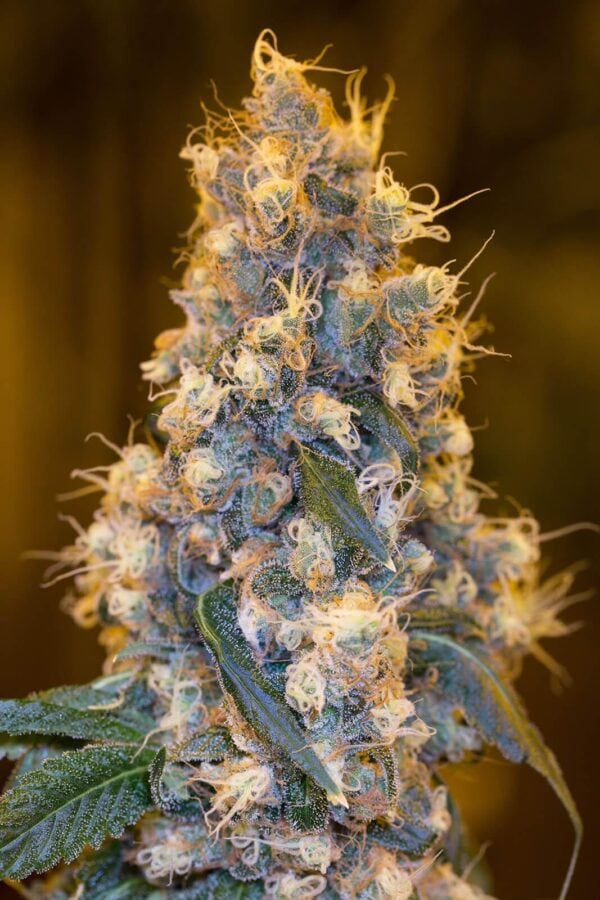 Blue Fire Feminised Seeds - Humboldt