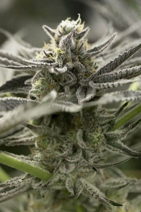 OGKZ FAST Feminised Seeds by Humboldt Seed Organization