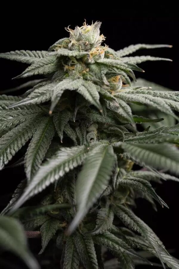 L.A. Gelato Feminised Cannabis Seeds by Humboldt Seed Organization