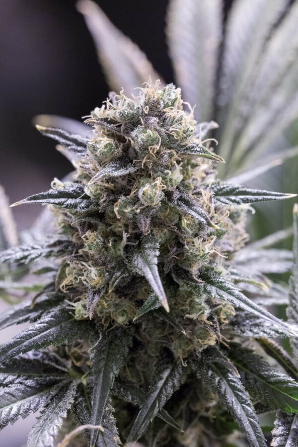 Quick Dinamed CBD Feminised Seeds