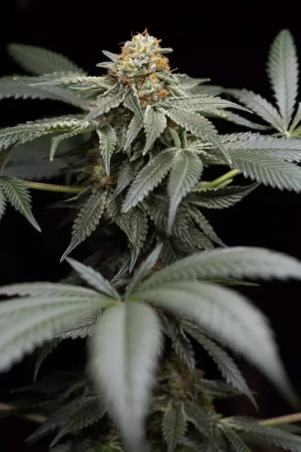 San Bacio Gelato Feminised Cannabis Seeds by Humboldt Seed Organization