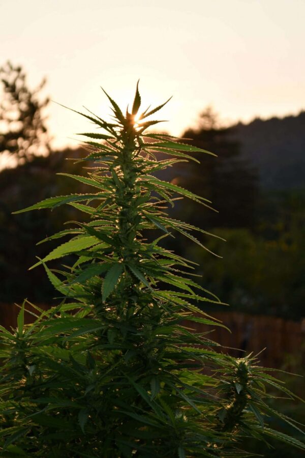 Sherbet Dip Feminised Seeds