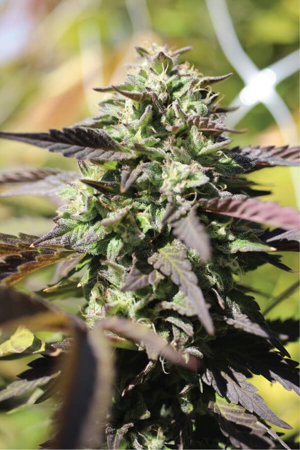Chunkadelic Auto Feminised Cannabis Seeds by Humboldt Seed Co.