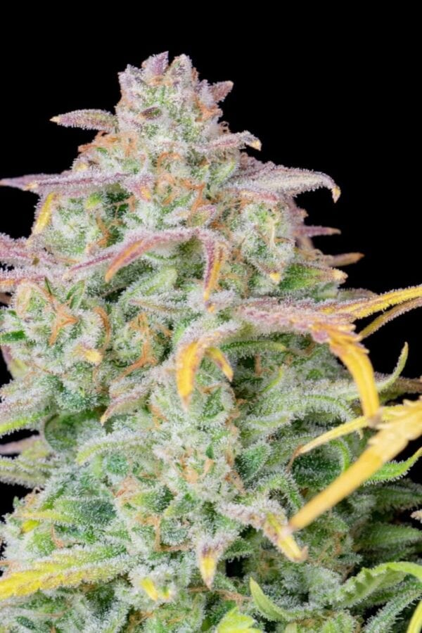 Original Trainwreck Auto Feminised Cannabis Seeds by FastBuds