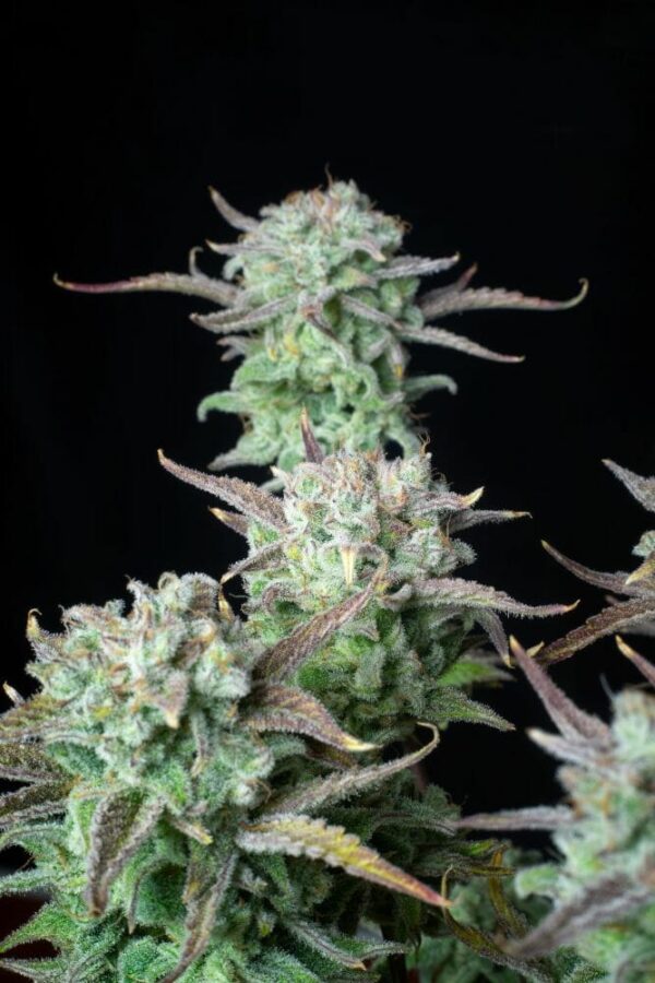 Strawberry Banana Auto Feminised Cannabis Seeds by FastBuds