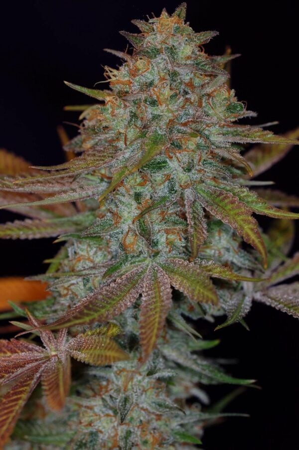Dawggone Sour Regular Cannabis Seeds by Subcool Seeds/TGA Genetics