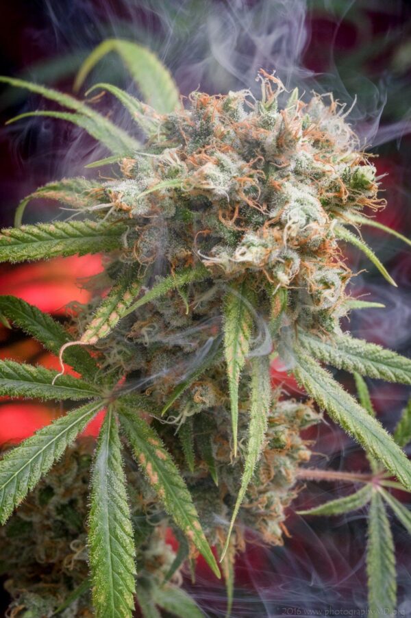 Canna - Wreck Regular Seeds