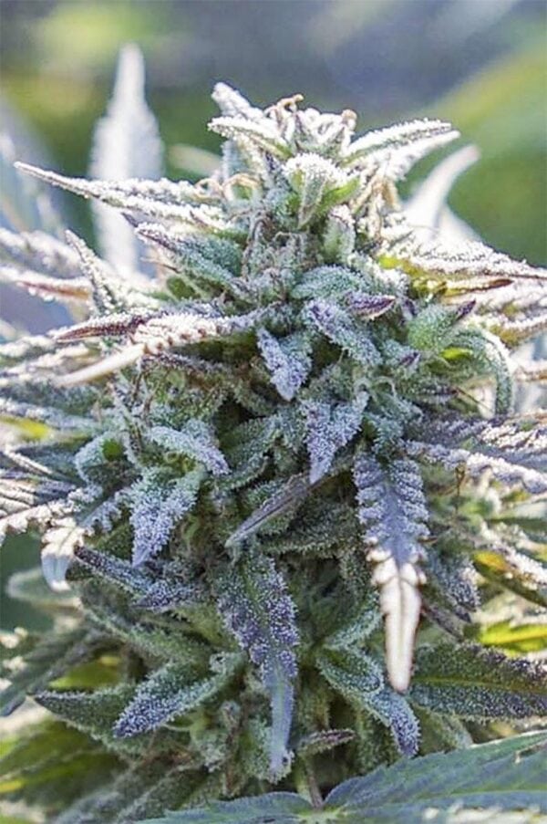 Grape SnowTrain Regular Seeds - 12
