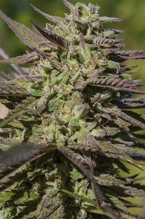 Grape SnowTrain Regular Seeds - 12 - Image 2