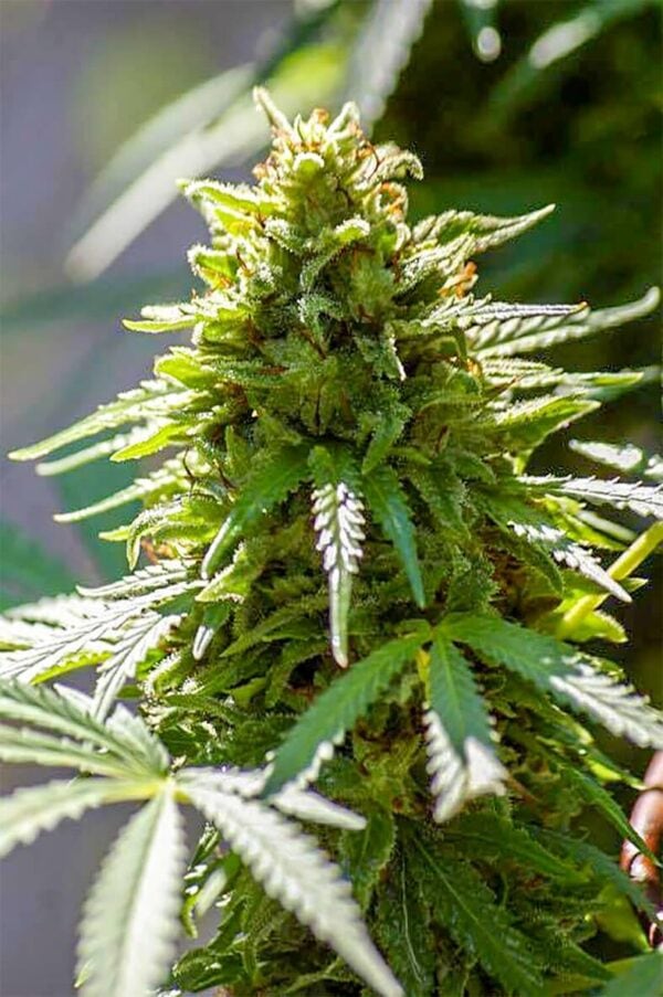 SnowBerry Blue Regular Seeds - 12 - Image 2