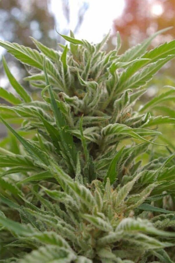 Snowfire Isis Kush Regular Seeds - 12