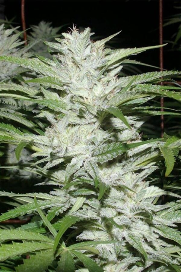 Snowfire Isis Kush Regular Seeds - 12 - Image 2