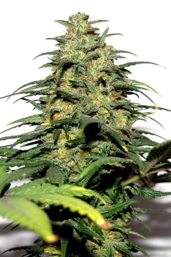 Big Bud Feminised Seeds