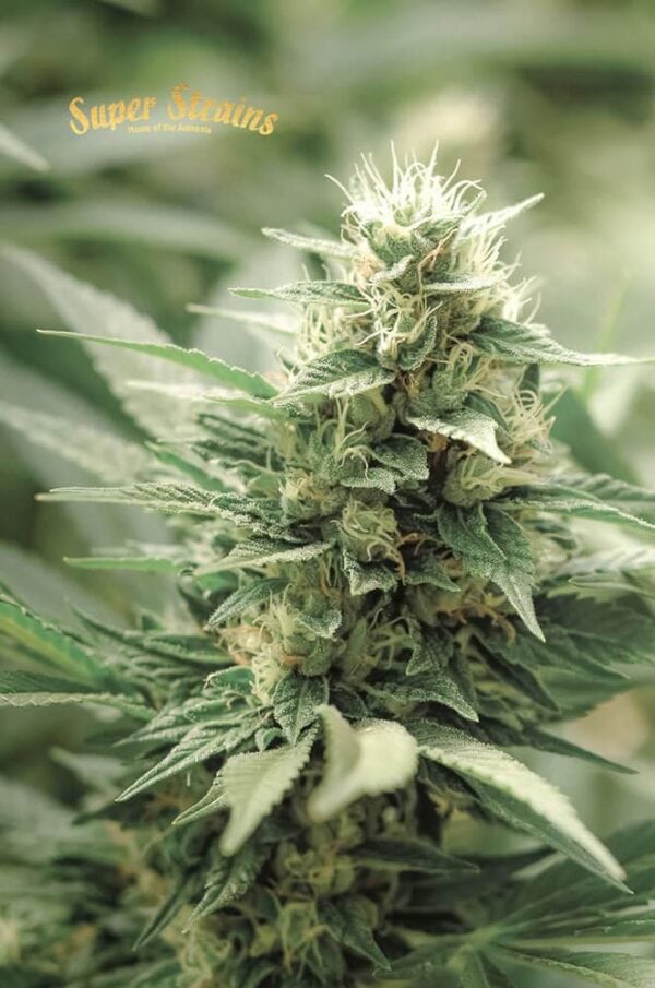 Agartha CBD Feminised Seeds