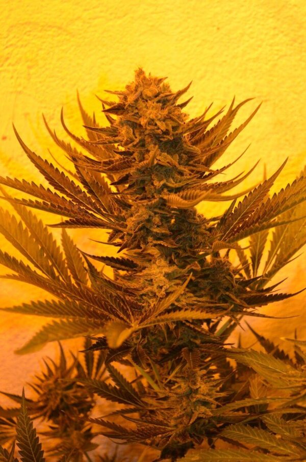 Critical 707 CBD Regular Seeds