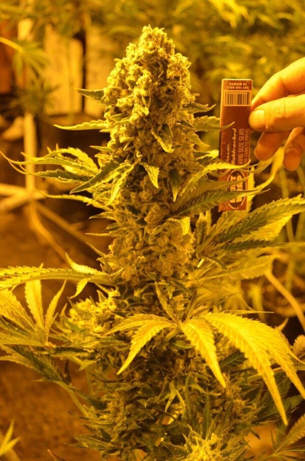 Critical 707 Feminised Seeds