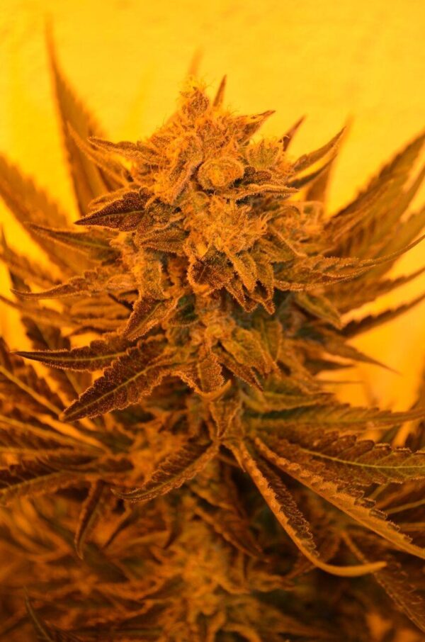 Critical Sour Diesel CBD Regular Seeds