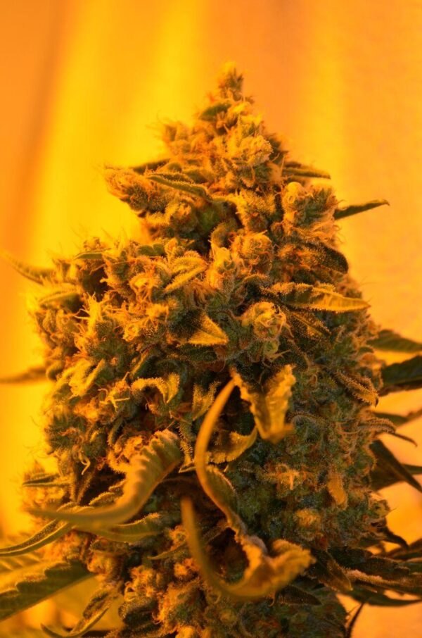 Critical Sour Diesel Feminised Seeds