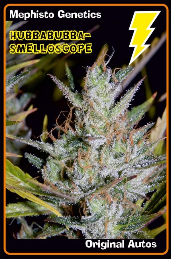 Hubbabubbasmelloscope Auto Feminised Seeds - Image 2