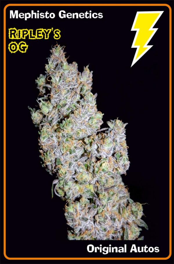 Ripley's OG Auto Feminised Seeds