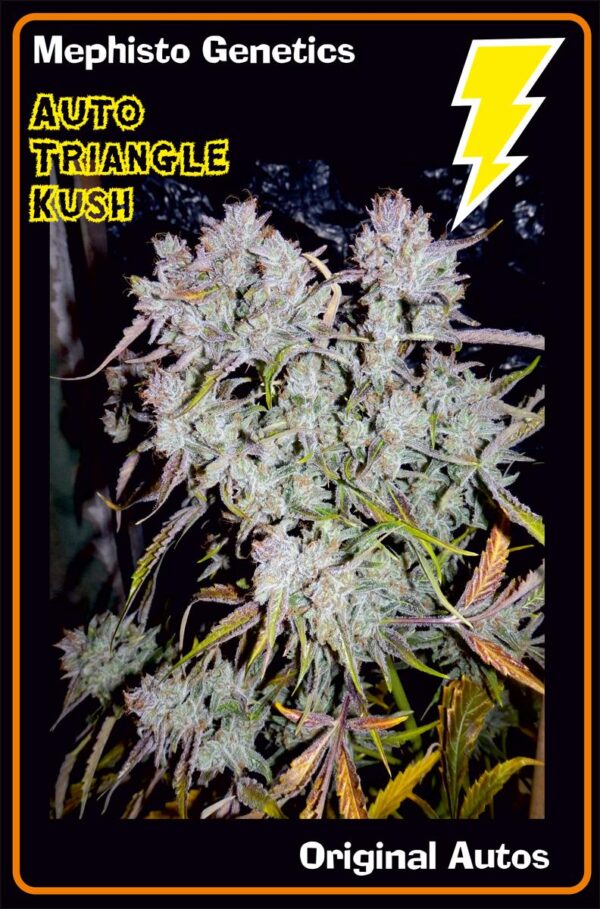 Triangle Kush Auto Feminised Seeds