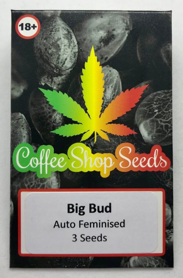 Big Bud autoflowering cannabis seeds
