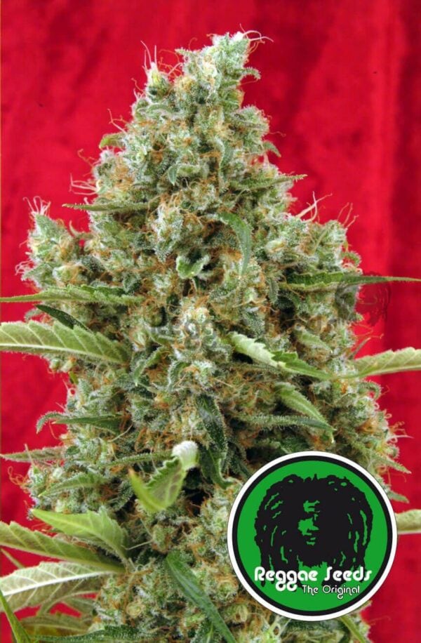 Session Regular Seeds