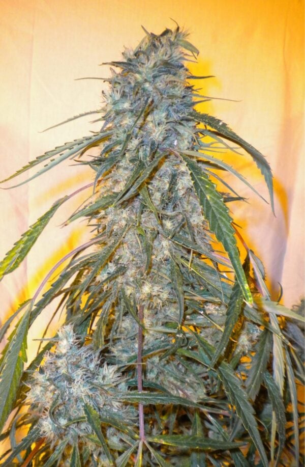 Annapurna Autoflowering Feminised Seeds - 3 - Image 2