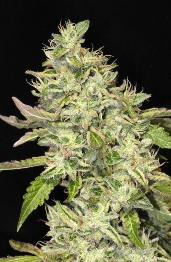 Sour Cookies Feminised Seeds - 6
