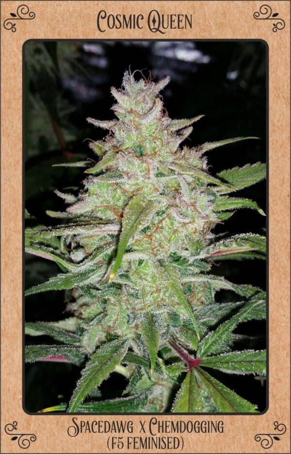 Cosmic Queen Auto Feminised Seeds