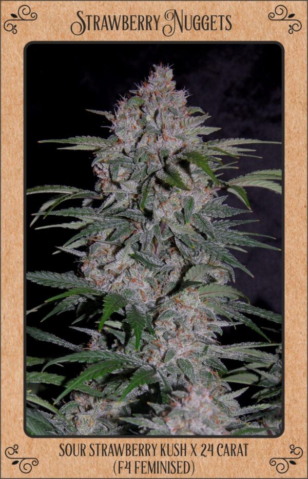 Strawberry Nuggets Auto Feminised Seeds