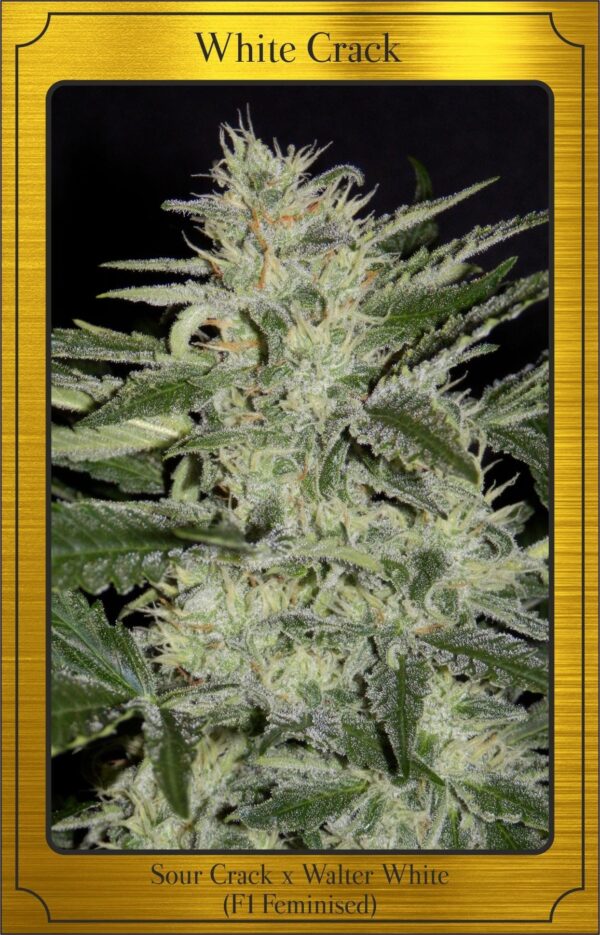 White Crack Auto Feminised Seeds
