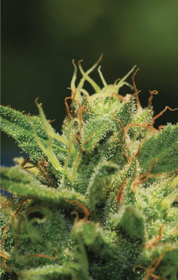 Humboldt Sour Diesel Regular Seeds