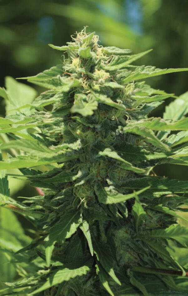 Trainwreck Auto Feminised Cannabis Seeds by Humboldt Seed Co.